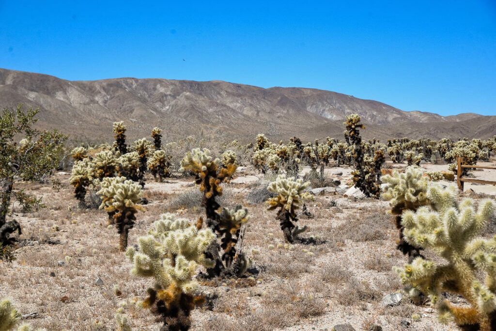 Joshua tree