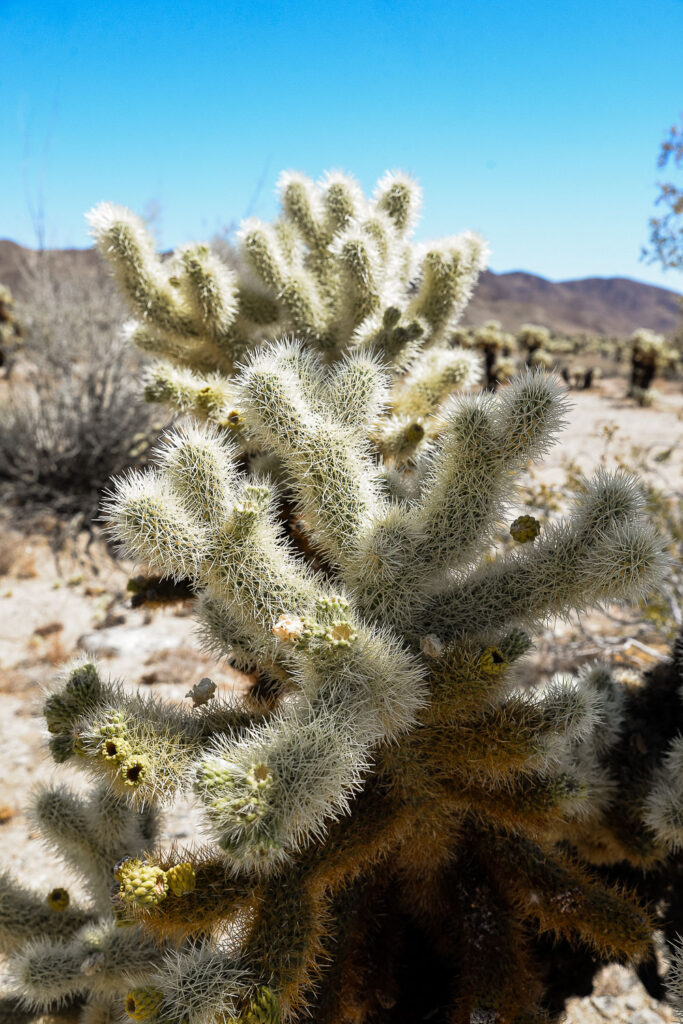 Joshua tree